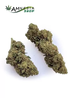 Lemon Haze CBD Cannabis Light 2025 | 2026en ligne sur AmnesiaShop.fr