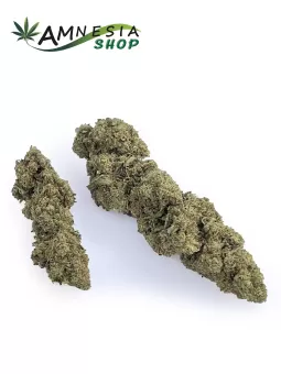 Super Kunk CBD cannabis light 2025 | 2026 en ligne sur AmnesiaShop.fr