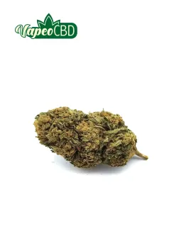 Critical Haze CBD cannabis light 2025 | 2026 sur AmnesiaShop.fr